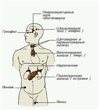 Эндокринные железы (схема)