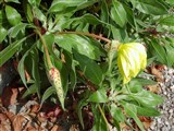 Энотера крупноплодная, миссурийская – Oenothera macrocarpa Nutt. (2)
