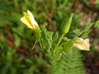Энотера многолетняя, низкая – Oenothera perennis L.