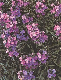 Эризимум линейнолистный – Erysimum linifolium (Pers.) Gay.