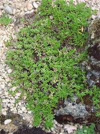 Эринус альпийский – Erinus alpinus L.
