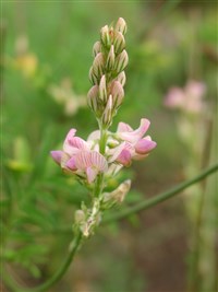 Эспарцет горошколистный – Onobrychis vicifolia Scop. (1)