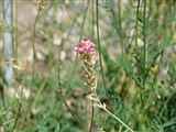 Эспарцет горошколистный – Onobrychis vicifolia Scop. (2)
