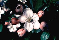 Яблоня айовская, крэб прерий – Malus ioensis (Wood.) Britt.