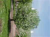 Яблоня ягодная, сибирская – Malus baccata (L.) Borkh. (1)
