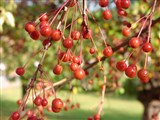 Яблоня ягодная, сибирская – Malus baccata (L.) Borkh. (3)