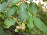 Яблоня ягодная, сибирская – Malus baccata (L.) Borkh. (4)