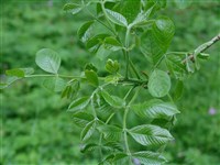 Ясень широколистный – Fraxinus latifolia Benth. (1)