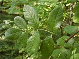 Ясень широколистный – Fraxinus latifolia Benth. (2)