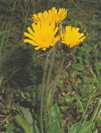 Ястребинка альпийская – Hieracium alpinum L.