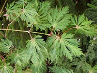Aconitifolium [Род клён – Acer L.]