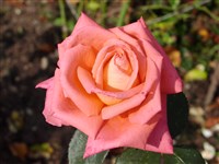 Ave Maria [Род роза (шиповник) – Rosa L.]
