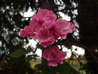 Betty Prior [Род роза (шиповник) – Rosa L.]