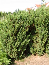 Blaauw [Род можжевельник – Juniperus L.]