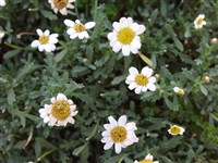 Blanche Petite [Род аргирантемум – Argyranthemum Webb.ex Schultz-Bip.]