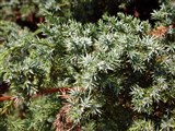 Blue Alps [Род можжевельник – Juniperus L.] (2)