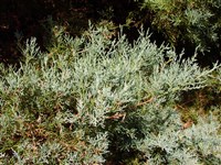 Burkii [Род можжевельник – Juniperus L.]