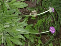Cashmeriana [Род примула (первоцвет) – Primula L.]