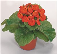 Cindirella Orange Shades [Род кальцеолярия (башмачок, кармашек) – Calceolaria L.]