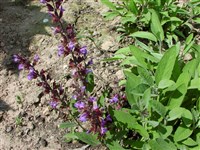 Compacta [Род шалфей (сальвия) – Salvia L.]