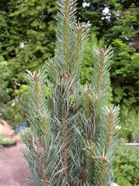 Compressa [Род сосна – Pinus L.]