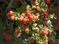 Coral Beauty [Род кизильник – Cotoneaster Med.]