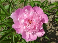Coral Pink [Род пеон – Paeonia L.]