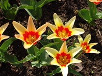 Corona [Род тюльпан – Tulipa L.]