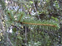 Cranstonii [Род ель – Picea A.Dietr.] (1)