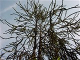 Cranstonii [Род ель – Picea A.Dietr.] (2)