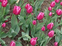 Cristmas Marvel [Род тюльпан – Tulipa L.]