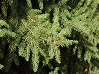 Cupressina [Род ель – Picea A.Dietr.] (1)