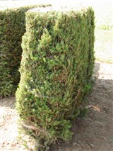 Cupressina [Род ель – Picea A.Dietr.] (2)