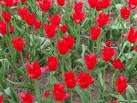 Dyanito [Род тюльпан – Tulipa L.]