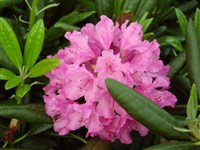 English Roseum [Род рододендрон – Rhododendron L.]