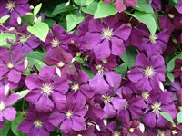 Etoile Violette [Род клематис (ломонос, лозинка) – Clematis L.]