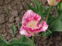 Fancy Frills [Род тюльпан – Tulipa L.]