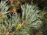 Fastigiata [Род сосна – Pinus L.] (1)