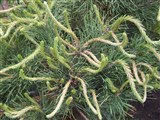 Fastigiata [Род сосна – Pinus L.] (2)