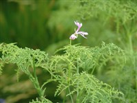 Filicifolium [Род пеларгония (пеларгониум) – Pelargonium L’Herit.]