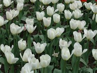 Flaming Purissima [Род тюльпан – Tulipa L.]