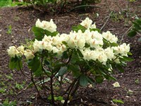 Flava [Род рододендрон – Rhododendron L.]