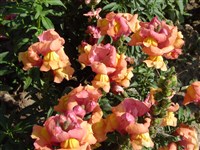 Floral Showers [Род антирринум (львиный зев) – Antirrhinum L.]