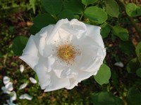 Frau Karl Drouschky [Род роза (шиповник) – Rosa L.]