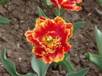 Fringed Beauty [Род тюльпан – Tulipa L.]