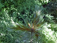 Glauca (3) [Род сосна – Pinus L.]
