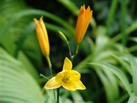 Golden Chimes [Род лилейник (гемерокаллис, красоднев) – Hemerocallis L.]