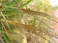 Goldfeder [Род мискантус – Miscanthus Anderss.]