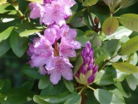 Grandiflorum [Род рододендрон – Rhododendron L.]