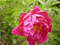 Heavenly Pink [Род пеон – Paeonia L.]